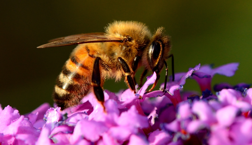 Durbee Bee banner (2)